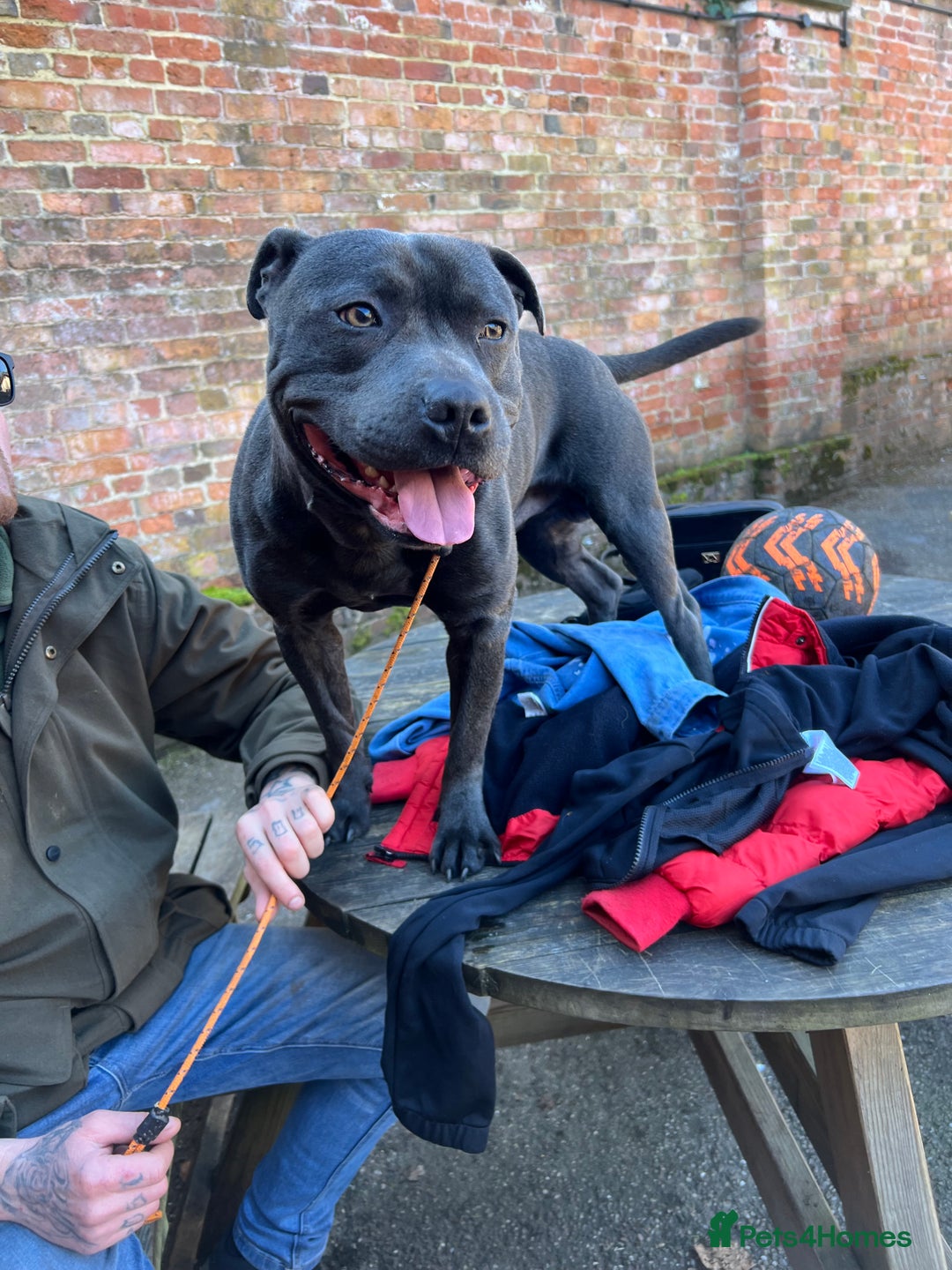 Staffordshire Bull Terrier dogs for stud: Blue staffy stud - Image 8