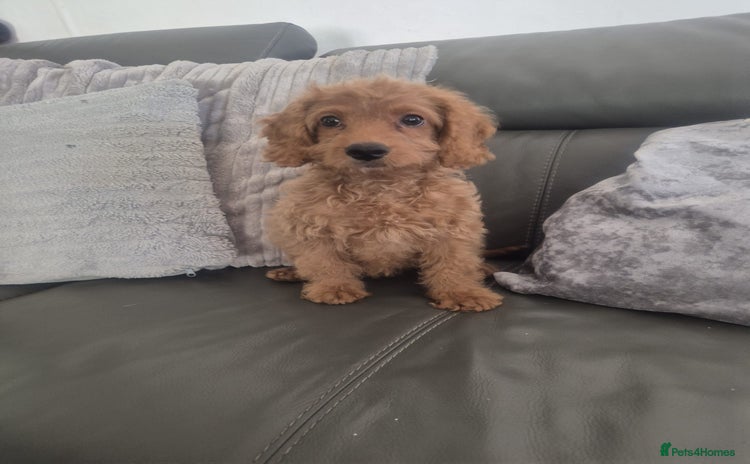 Cockapoo dogs - Advert 11