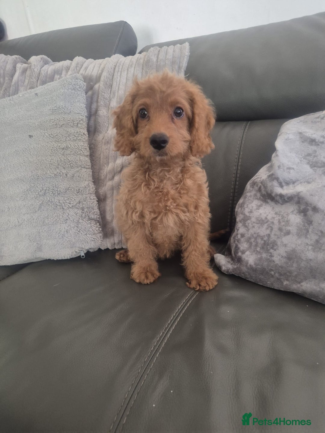 Cockapoo dogs for sale: Last f1B girl ready now - fully vac - Image 1