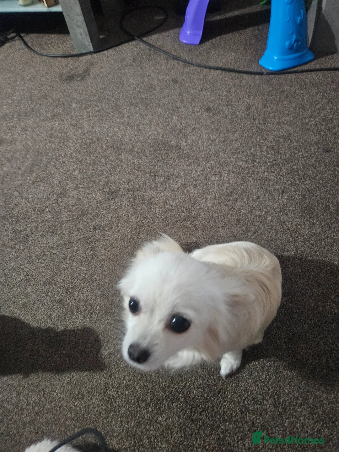 Pomchi dogs for sale: 2 female longhair pomchi pups - Advert 2