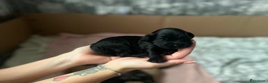 Cockapoo Puppy 1