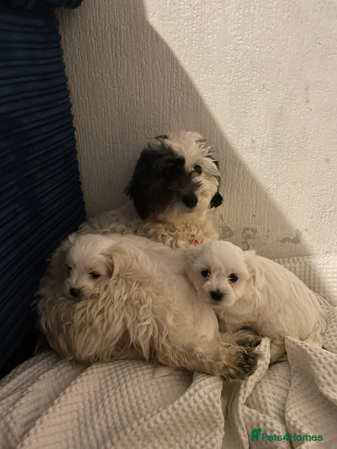 Pomapoo dogs for sale: Maltipoo puppies - Advert 5
