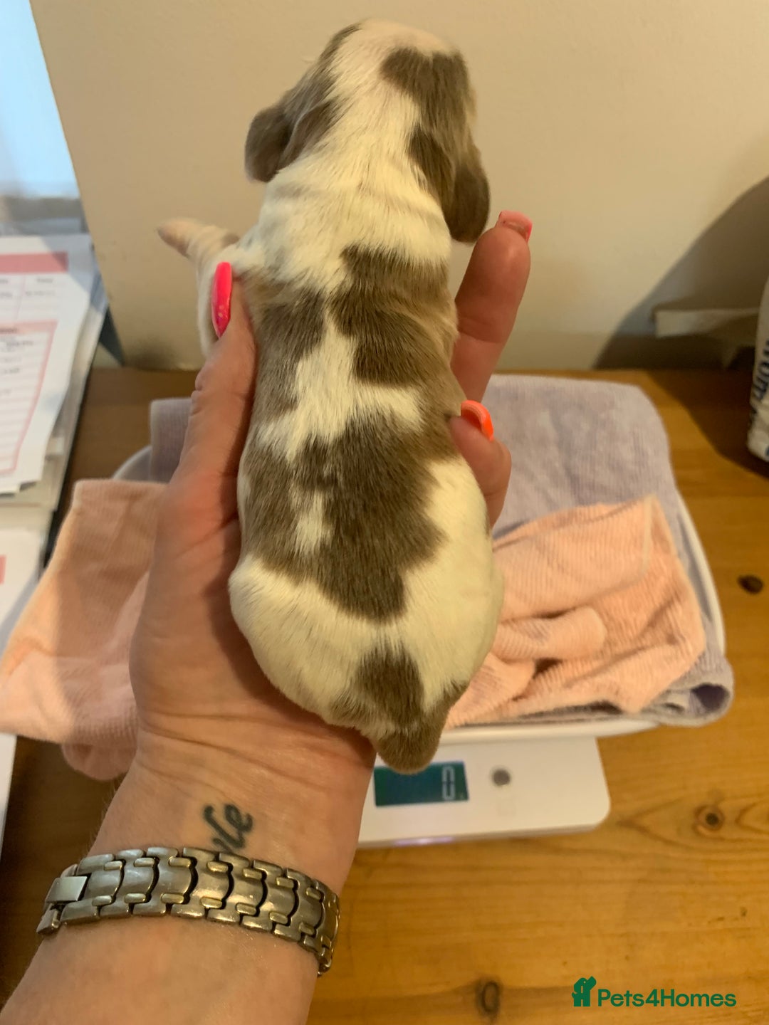 Cocker Spaniel dogs for sale: Beautiful show line cocker spaniel puppies  - Advert 9