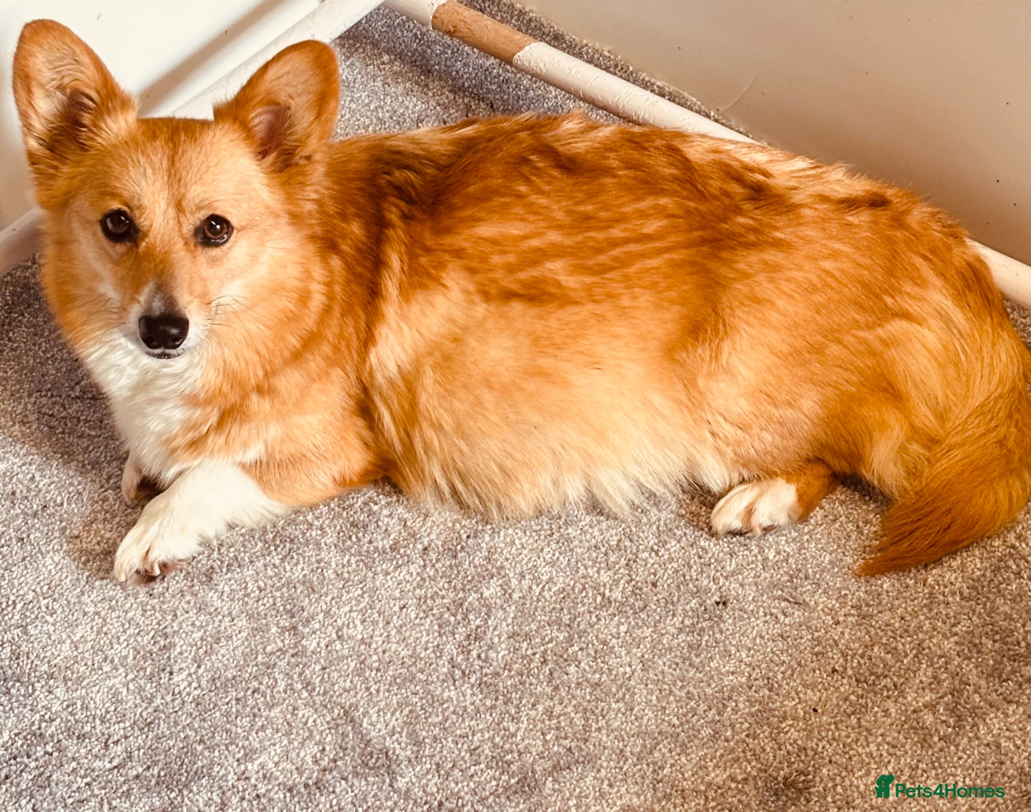 Welsh Corgi Pembroke dogs for sale: Quality Pedigree Tri colour puppies - Advert 9