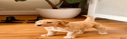Standard Poodle dogs for sale: Beautiful Standard Poodle Puppies – Southampton  in Southampton - Advert 22