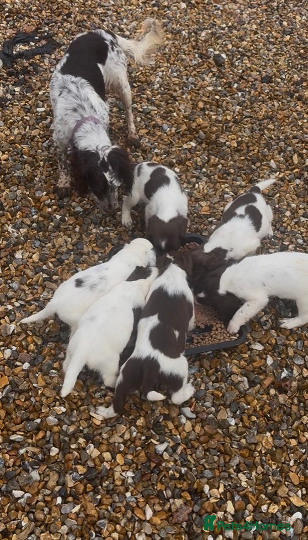 English Springer Spaniel dogs for sale: Springer spaniel puppies - Image 10