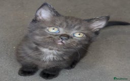 British Shorthair cats for sale:  Ready now. British shorthair kittens  - Image 13