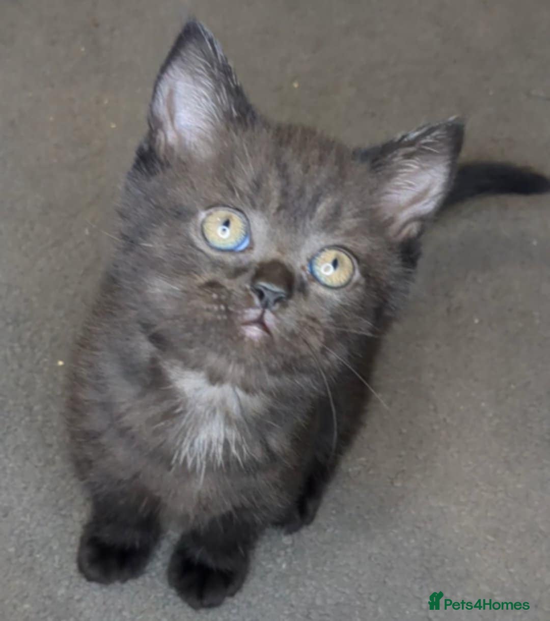 British Shorthair cats for sale:  Ready now. British shorthair kittens  - Image 13