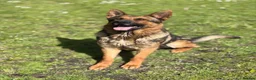German Shepherd dogs for stud: Proven German Shepherd RHAEGAR - Advert 3
