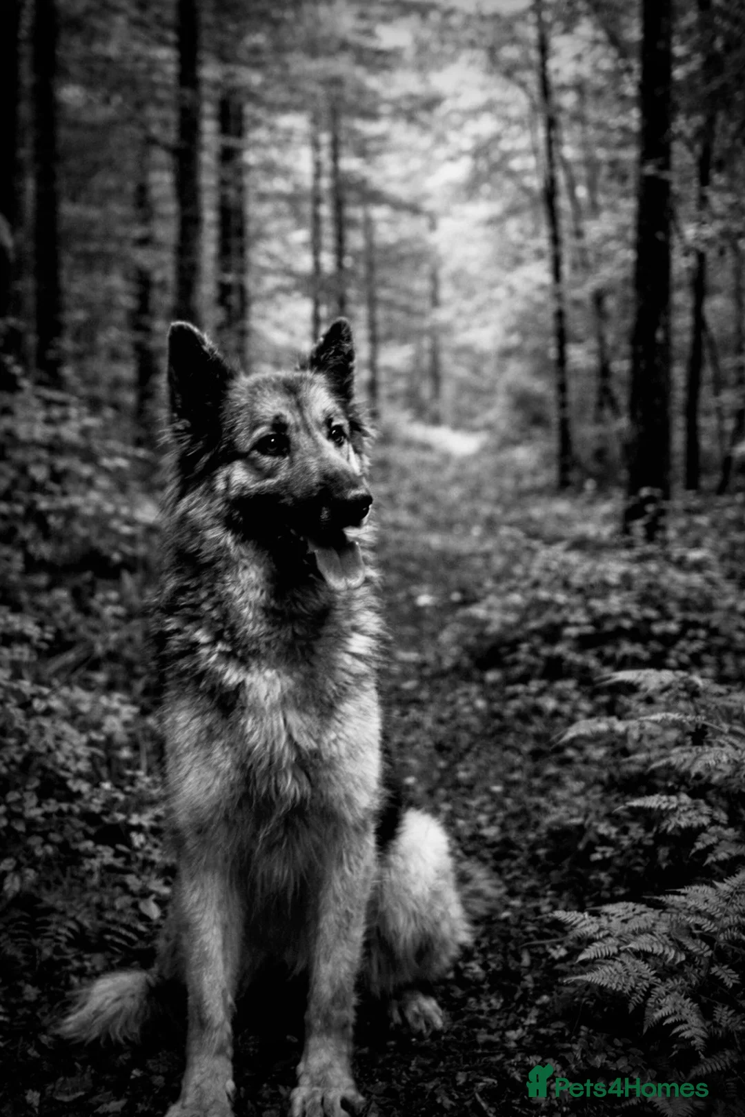 German Shepherd dogs for sale: German shepherd  - Advert 13