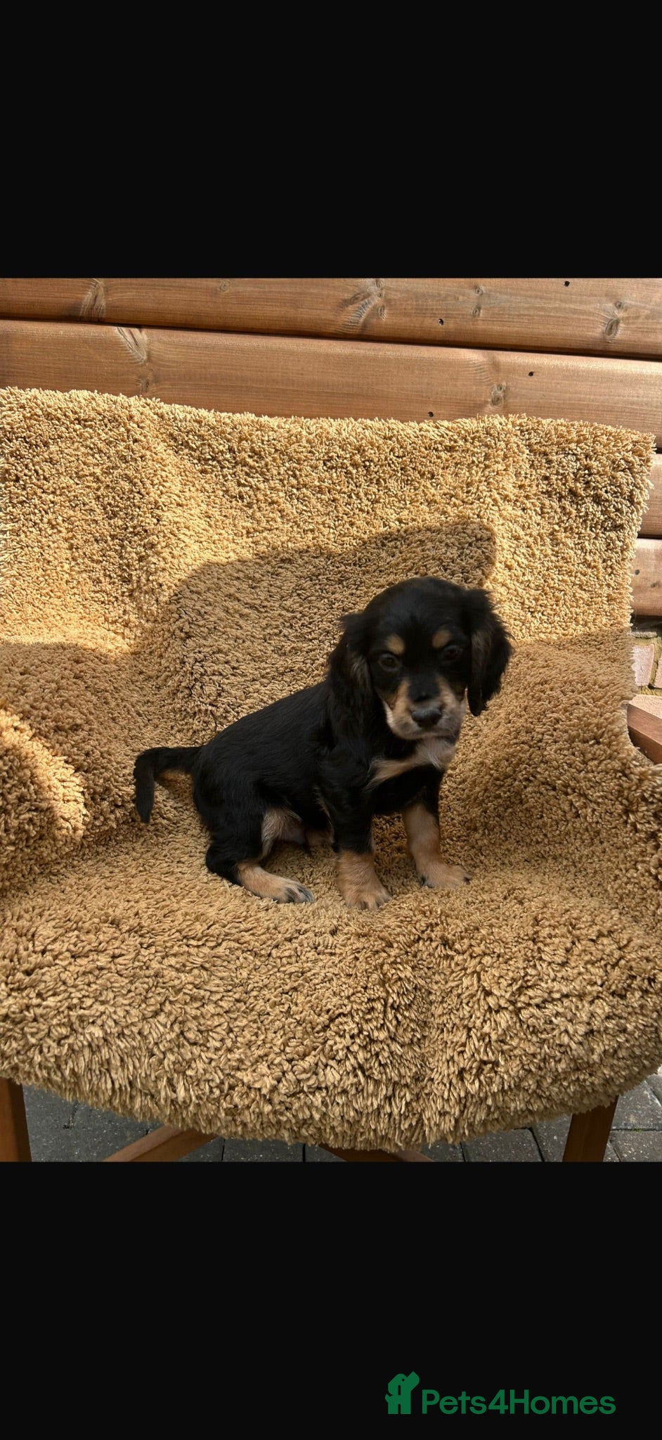 Cocker Spaniel dogs Cocker spaniel puppies - Advert 17
