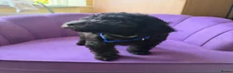 Cockapoo dogs for sale: Stunning F1B Cockapoos - DNA Clear- READY TO LEAVE - Advert 16