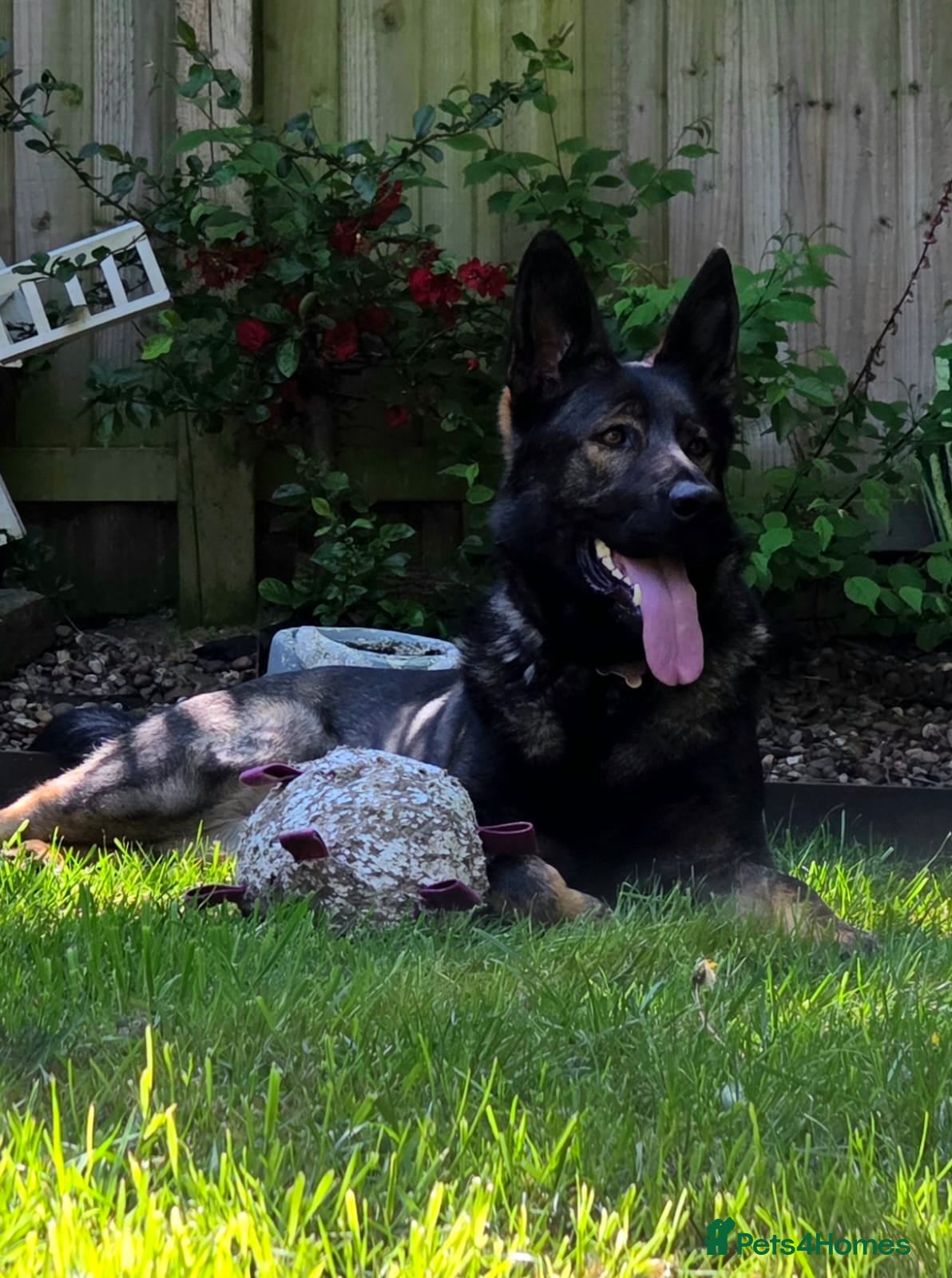German Shepherd dogs Sasha - Advert 4