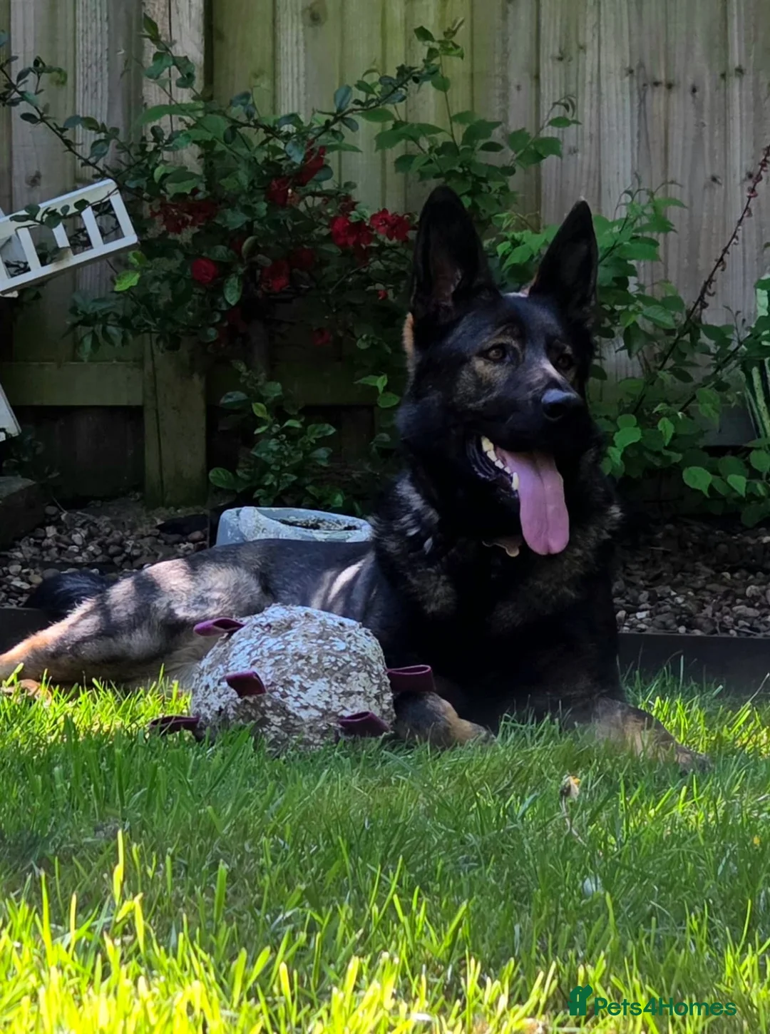 German Shepherd dogs for sale: Sasha - Advert 1