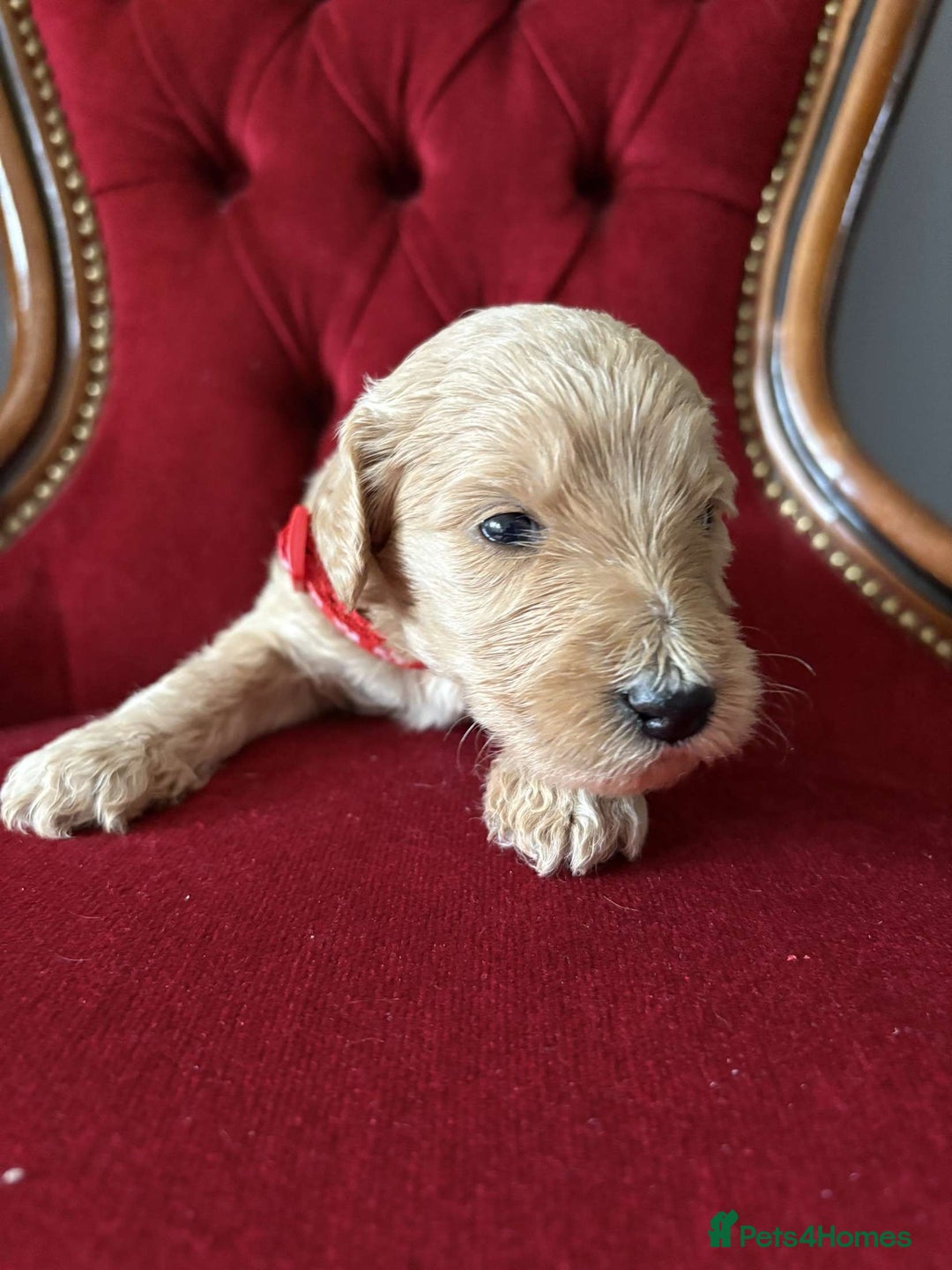 Goldendoodle dogs for sale: Golden Doodle litter  - Image 18