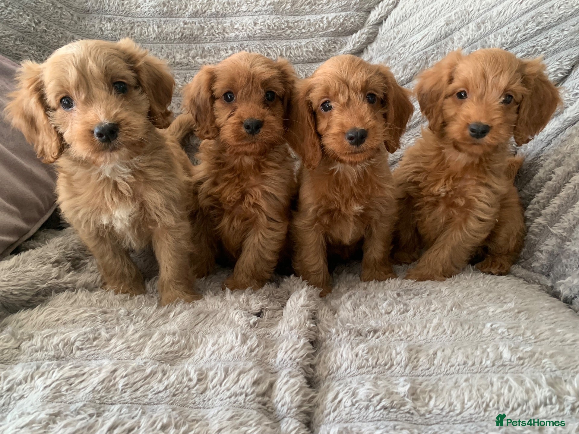 Cockapoo dogs Stunning red cockapoo puppies  - Advert 1