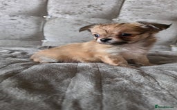Chihuahua dogs for sale: Tiny Long-Haired Chihuahua Puppies - Image 9