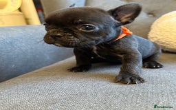 French Bulldog dogs for sale: ✨Stunning Pedigree French Bulldog Puppies✨ - Advert 8
