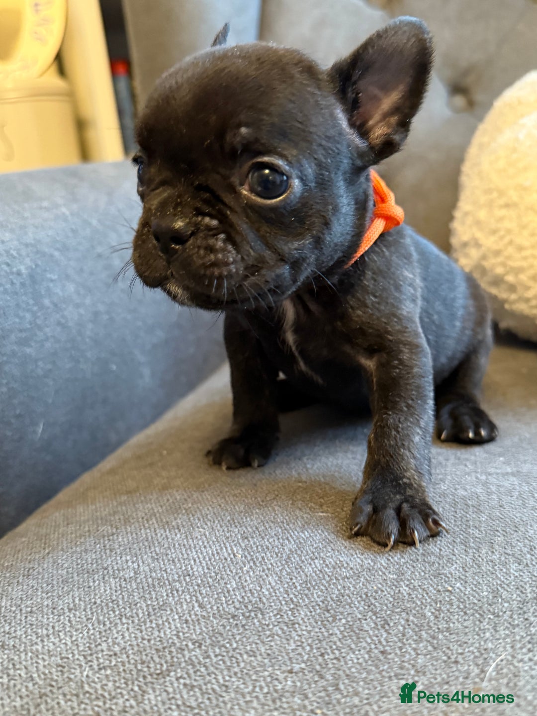 French Bulldog dogs for sale: ✨Stunning Pedigree French Bulldog Puppies✨ - Advert 8