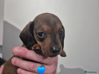 Miniature Dachshund dogs Looking for their forever 🏡 - Advert 17