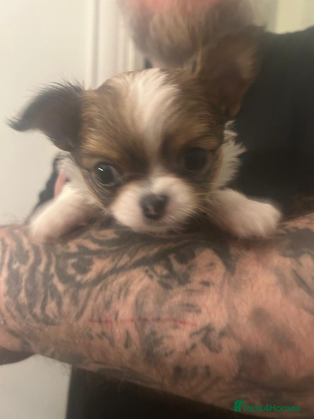 Chihuahua dogs for sale: 🌟Chihuahua Boy Ready for a Forever Loving Home🌟 - Advert 7