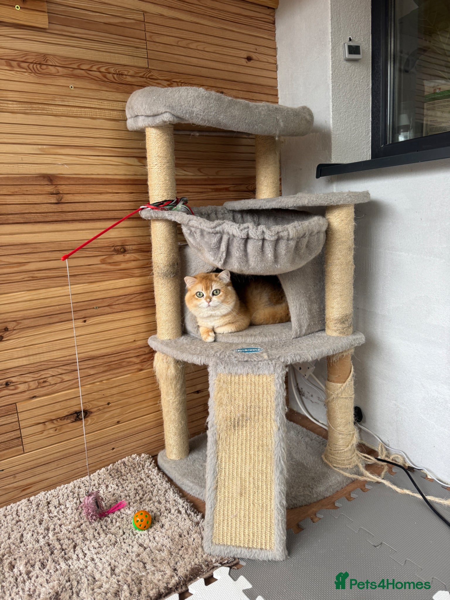 British Shorthair cats ⭐️⭐️⭐️⭐️⭐️Exceptional Pedigree Line - Advert 2