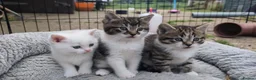 Siberian cats for sale: Gorgeous Siberian x Korat kittens - Advert 1