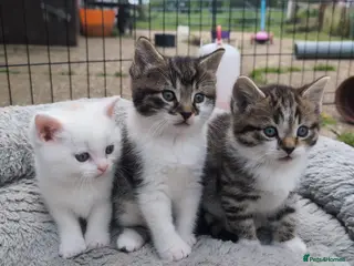 Siberian cats for sale: Gorgeous Siberian x Korat kittens - Advert 2