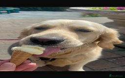Golden Retriever dogs for sale: Gorgeous Show Type Golden Retrievers - Image 10