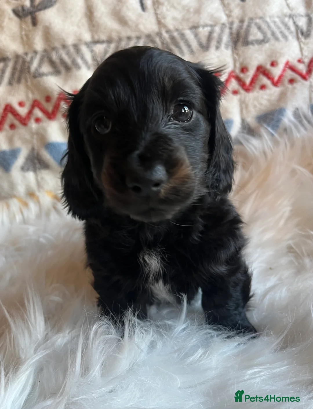 Miniature Dachshund dogs for sale: Beautiful  KC Mini L/H dachshund puppies - Advert 8