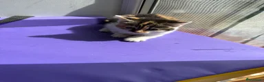 Mixed Breed Kitten 3