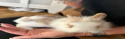 Mini Lion Lop rabbits for sale: Mini lion top bunnies.  - Advert 3