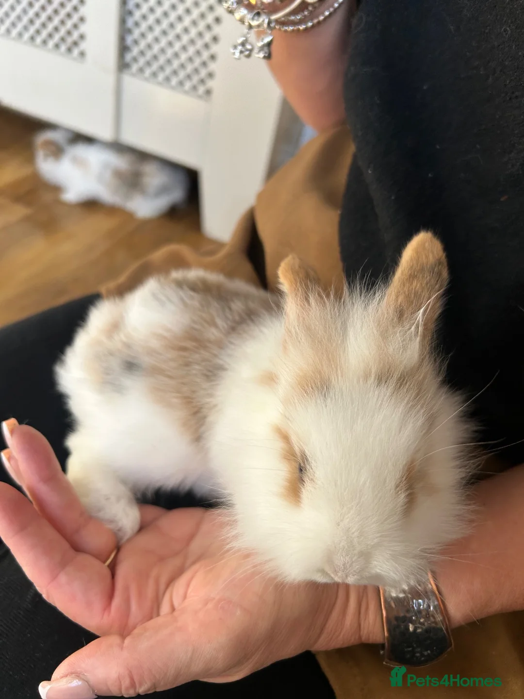 Mini Lion Lop rabbits for sale: Mini lion top bunnies.  - Advert 3