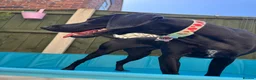 Mixed Breed dogs for sale: Female dog looking for forever home. in Crewe - Advert 4