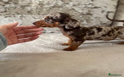 Dachshund dogs for sale: Dachshund puppies  - Image 4