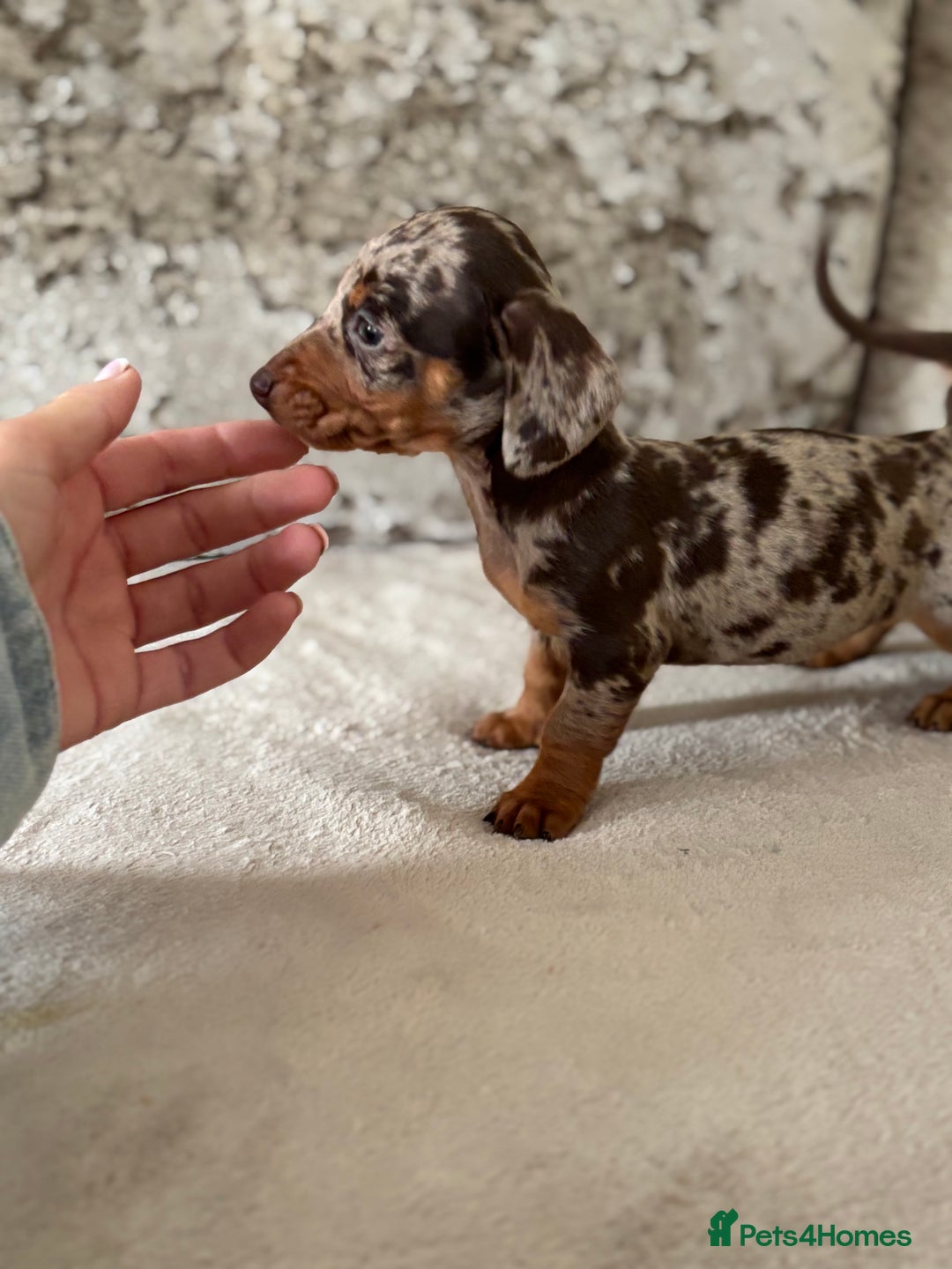 Dachshund dogs for sale: Dachshund puppies  - Image 4