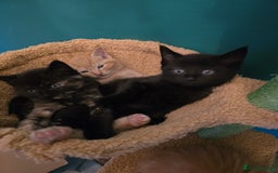 Mixed Breed cats for sale: Beautiful Kittens  - Image 19