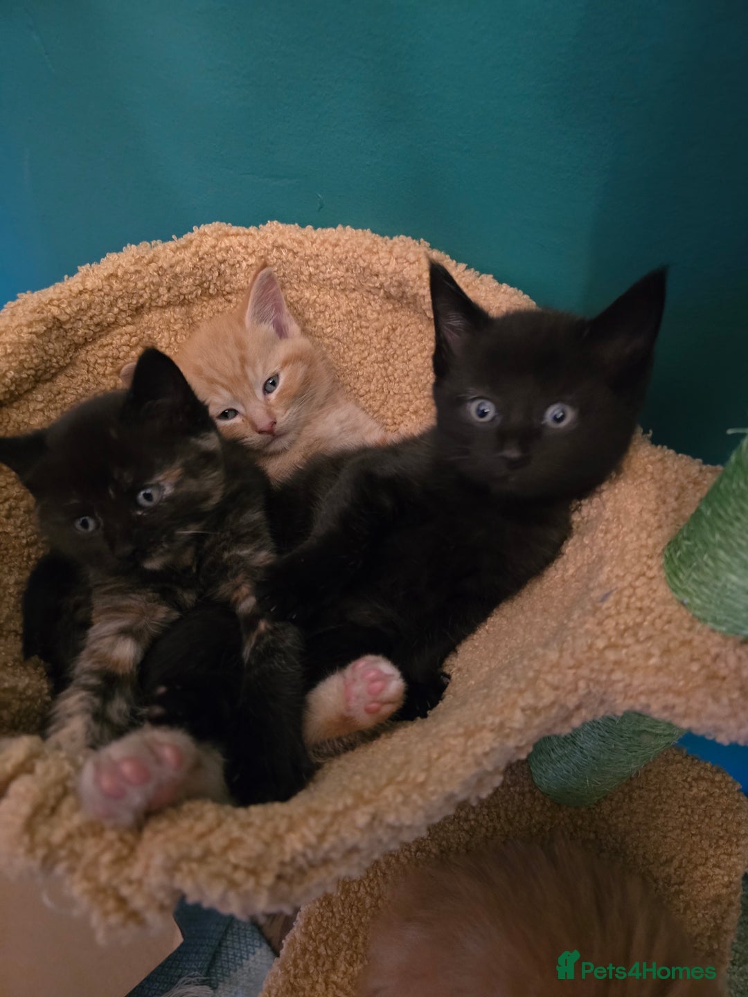 Mixed Breed cats for sale: Beautiful Kittens  - Image 19
