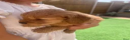 Cockapoo dogs for sale: Cockapoo puppys - Advert 8