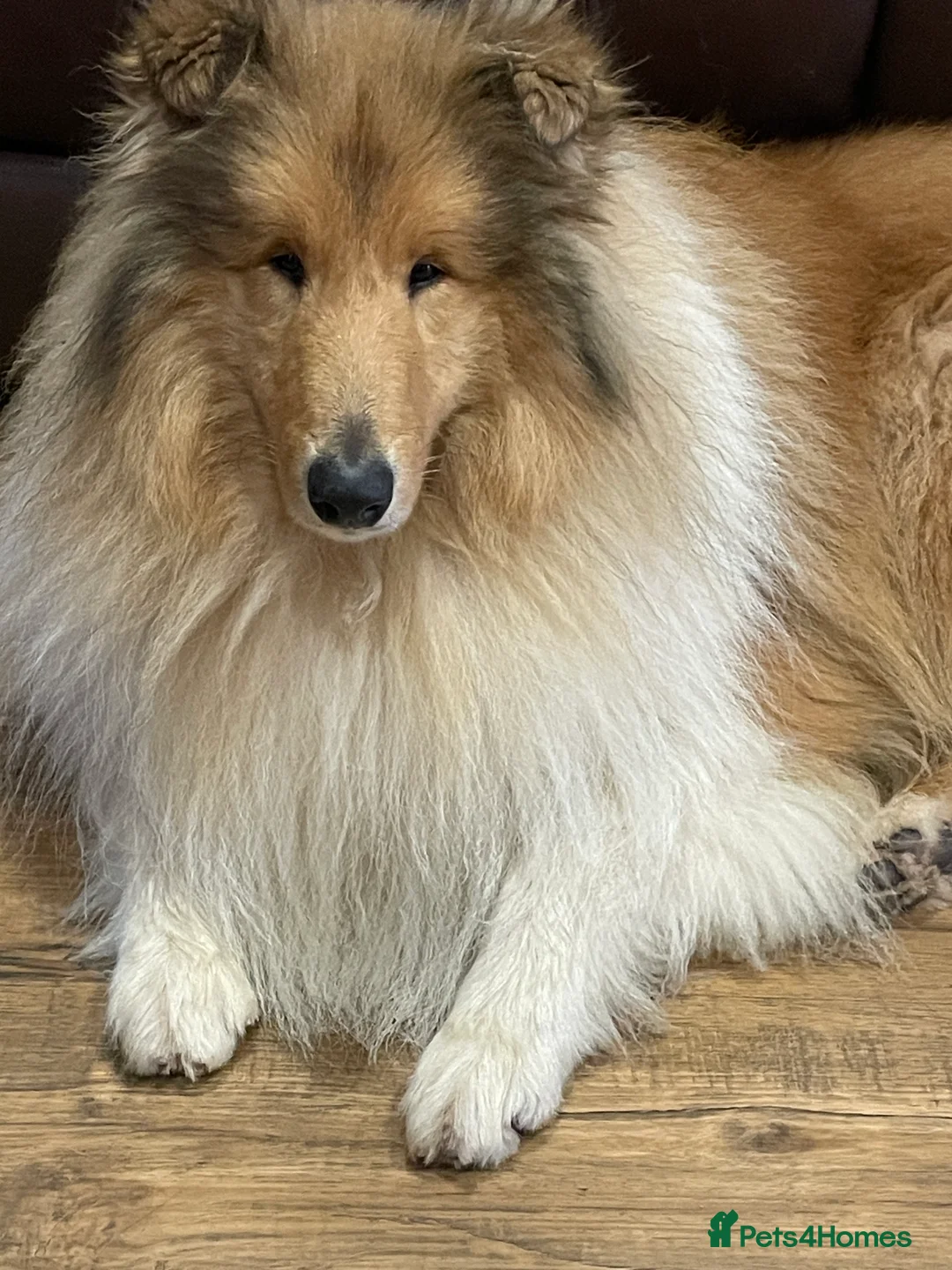 Rough Collie dogs for sale: KC Registered Sable and white male rough Collie - Advert 3