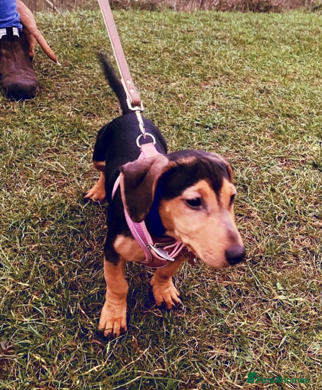 Mixed Breed dogs for sale: Dachshund x Jack Russell  - Advert 1