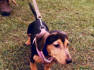 Mixed Breed dogs Dachshund x Jack Russell - Advert 1