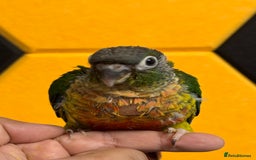 Conures birds for sale: Hand Reared Tame baby conures  - Image 19