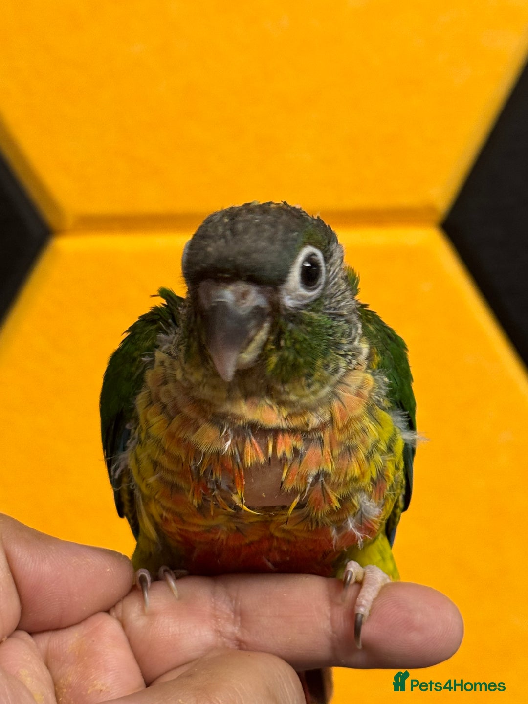 Conures birds for sale: Hand Reared Tame baby conures  - Image 19
