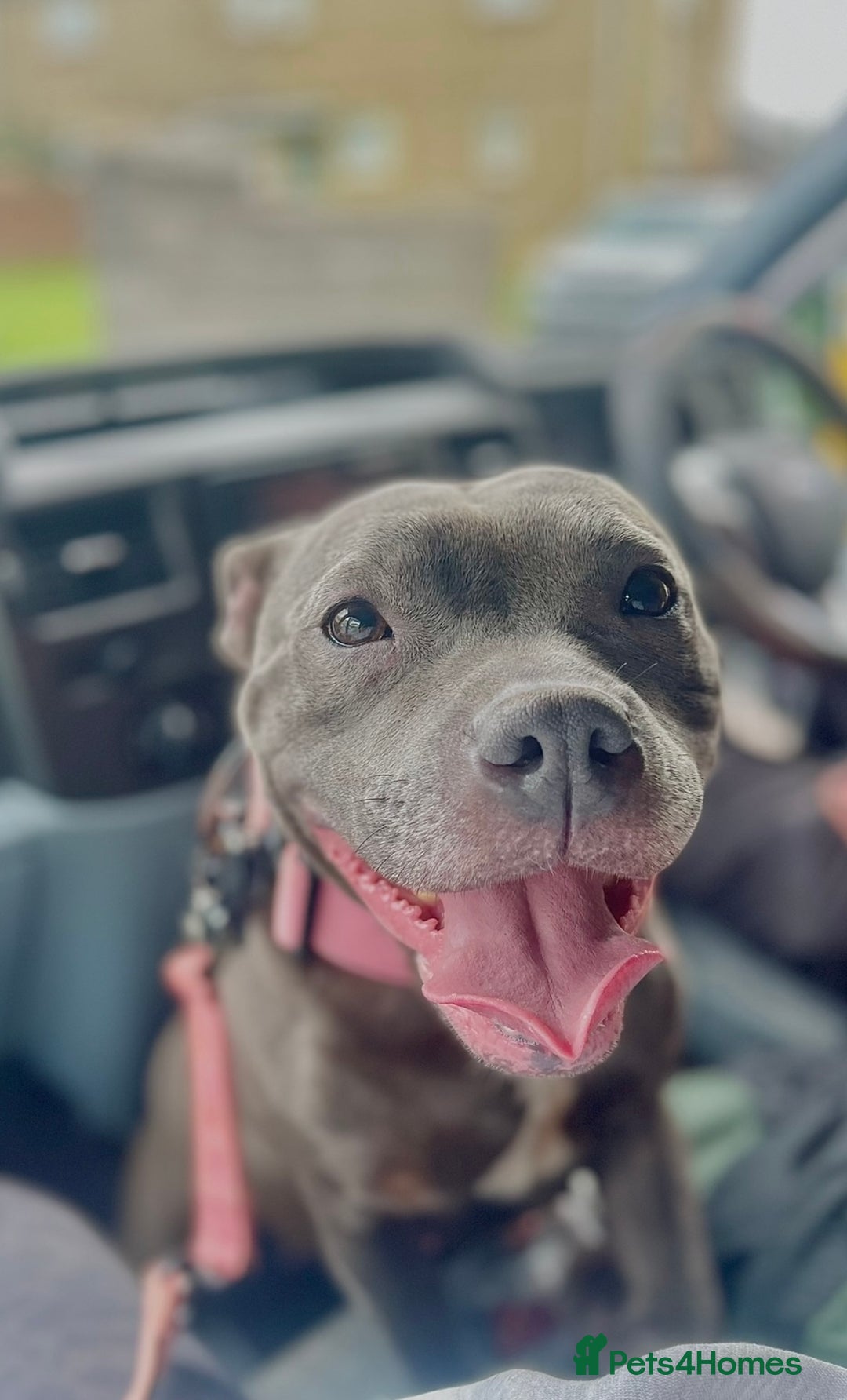 Staffordshire Bull Terrier dogs for sale: Blue Staffordshire Bull Terrier Champion Pups - Image 15