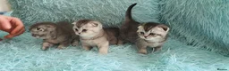 Scottish Fold cats for sale: Scottish fold for sale - Advert 3