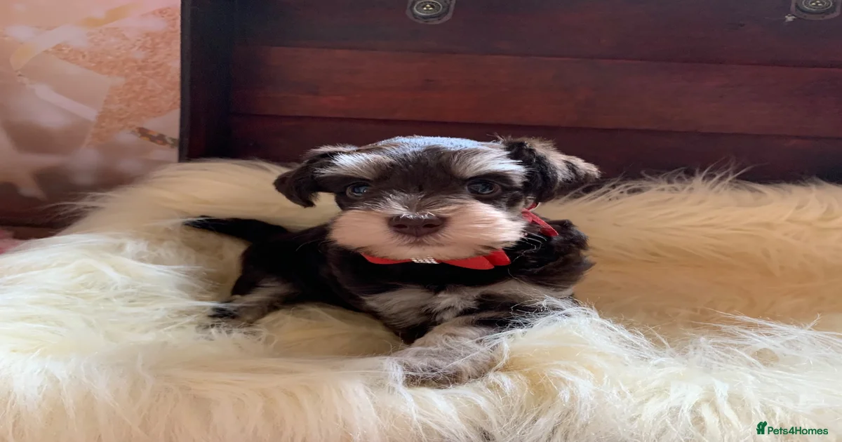 Chocolate chocolate Miniature Schnauzer Puppies for sale | Pets4Homes