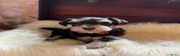 Miniature Schnauzer dogs for sale: 5* LICENSED RKC TOY MINI SCHNAUZERS H/T  - Advert 22