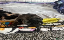 Mixed Breed dogs for sale: Beautiful dachshund/jug x terrier - Image 29