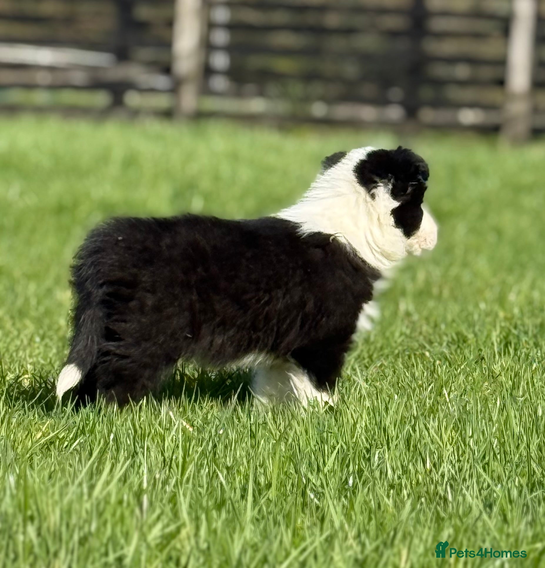 Border Collie dogs Long coated Border Collie pups  - Advert 9